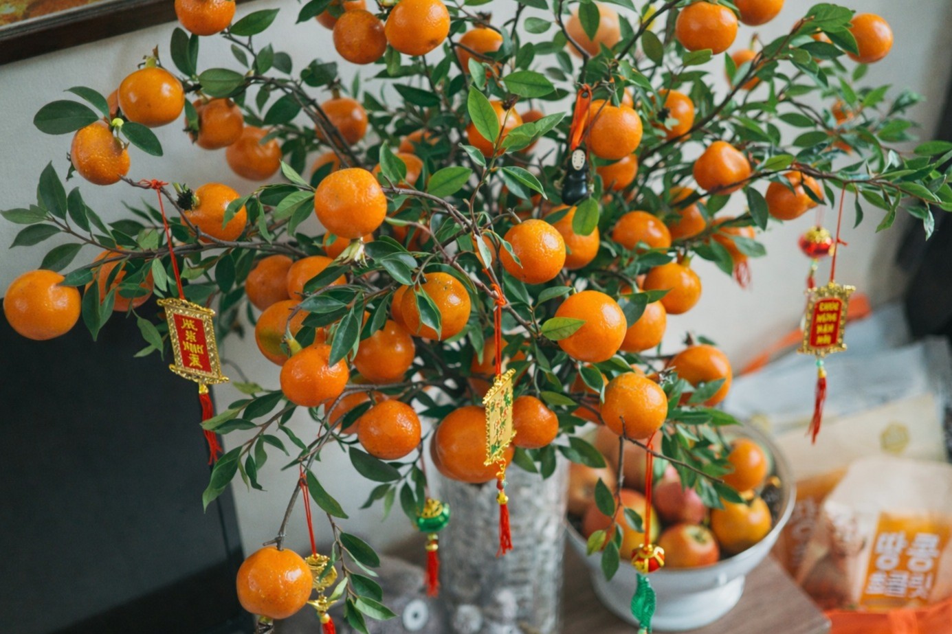 Dekorasi Imlek Jeruk Mandarin